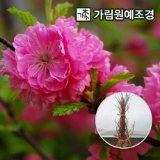 서부해당화