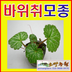 오늘식물