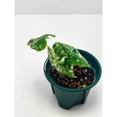 Alocasia Frydek Variegated 알로카시아 프라이덱 바리에가타 무늬프라이덱