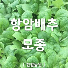 채소 모종 ~ 각종 묘종. 베란다 텃밭 세트 공기정화식물 허브 씨앗 채소모종 ~, H096 항암배추 모종 2개