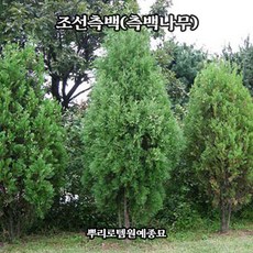 조선측백