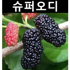 슈퍼오디 성목R5cm(분) 1개/나무 묘목/과실수/유실수