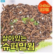 살아있는 슈퍼밀웜 4-5cm 안전포장, 1개, 120g