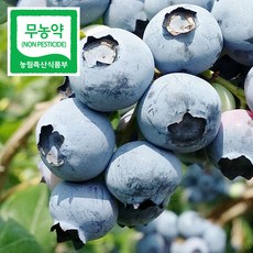 정직한밥상블루베리