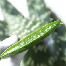 산지직송 국내산 무농약 생알로에 사포나리아 2kg, 1개