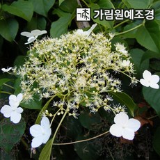 등수국 묘목 페티오라리스 P9포트 가림원예조경