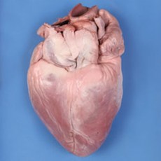 45b9e4ab163ccc075cfc60bf65eef5665c2c366421d96ff4c524cfb5ddf3.jpg