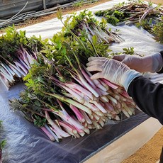 강원도 땅두릅 국내산 두릅, 1개, 500g