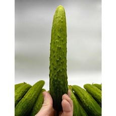 오이10kg-추천-상품