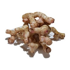 [루츠팜]태국 생 갈랑갈 500g 갈랑가 령 태국생강, 1개