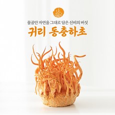 몸에 좋은 신비의 버섯 귀리동충하초 생초, 6개