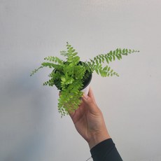 무늬보스턴고사리