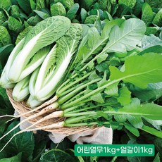 일산열무