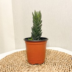마타마타
