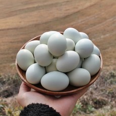위대한식탁 청란 백봉오골계알 유정란 부화용 20구 30구 청계란 청계알 백봉오골계란 자연방사 동물복지, 청란 유정란 20구