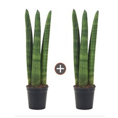 롯데그린 스투키.20cm~50cm.화분.공기정화식물.미세먼지, 01.굵은3촉25cm(1+1)