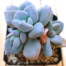 석연화