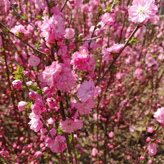 옥매화 개화주 분묘 (1주)