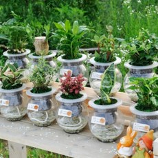 로즈마리수경재배