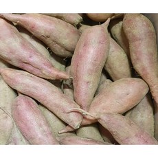 강화속노랑고구마