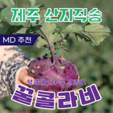 제주 아삭 달콤한 프리미엄 콜라비, 10kg, 1박스, 못난이10kg