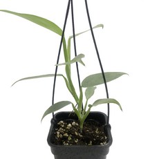 필로덴드론실버메탈-공기정화식물/에코식물/실내관엽