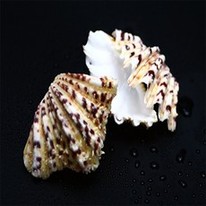 AR아쿠아 히포소라 (6cm 전후) 소라