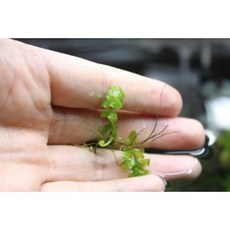 크레피도마네스