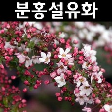 분홍설류화(설유화) 나무 묘목 4치포트 5개/정원수 조경수, 5개