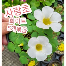 사랑초-5개묶음/하얀 푸푸레아너무 예쁘답니다, 5개