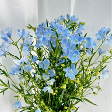 미니 델피늄 쉬폰블루 생화 꽃다발 (15-20대) 생화택배 꽃배달싼곳