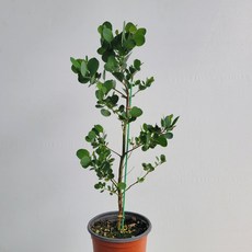 유칼립투스폴리안