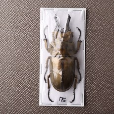Allotopus rosenbergi 로젠버기 황금귀신사슴벌레 건조 표본, 수컷 70mm