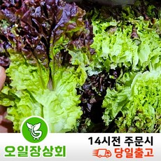 < 오일장 상회 > 국내산 꽃상추 2kg 4kg내외’></p>
<p style=