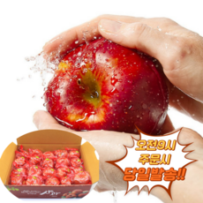 껍질채먹는사과 TOP01
