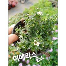 이메리스