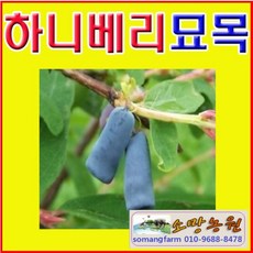 (D소망)하니베리묘목(2년생)(포트묘) 2그루, 2개