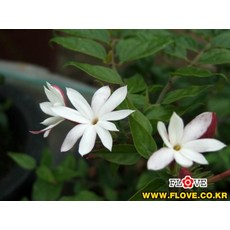 차이니스자스민