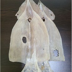 파품오징어