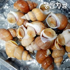 참고동
