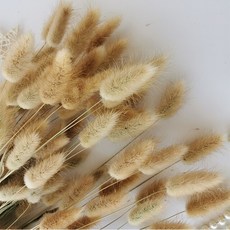 버니테일포푸리