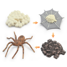 곤충피규어 동물피규어 한살이 단계별 성장과정 모형, 03 거미(성장)