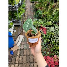 알로카시아핑크드래곤