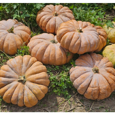 젊음을 늙은호박으로 부기도빼고 식이섬유 섬취해요 (제주), 1박스, 4kg