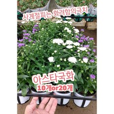 보라색식용꽃