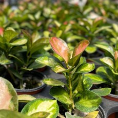 호야키우기 TOP01