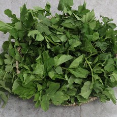 청송 봄 나물 어수리 산지배송, 1박스, 800g