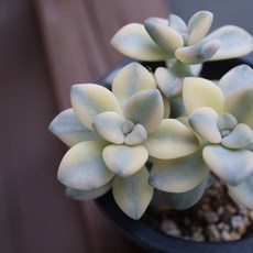 살구미인금