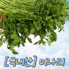 [국내산] 향긋하고 시원한 향에 두번 취하게 되는 신선한 미나리 봄제철 입안가득한향 입맛돌게하는제철나물 미나리효능 간단한요리 아삭함, 1개, 200g