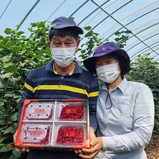 산딸기 인기 순위